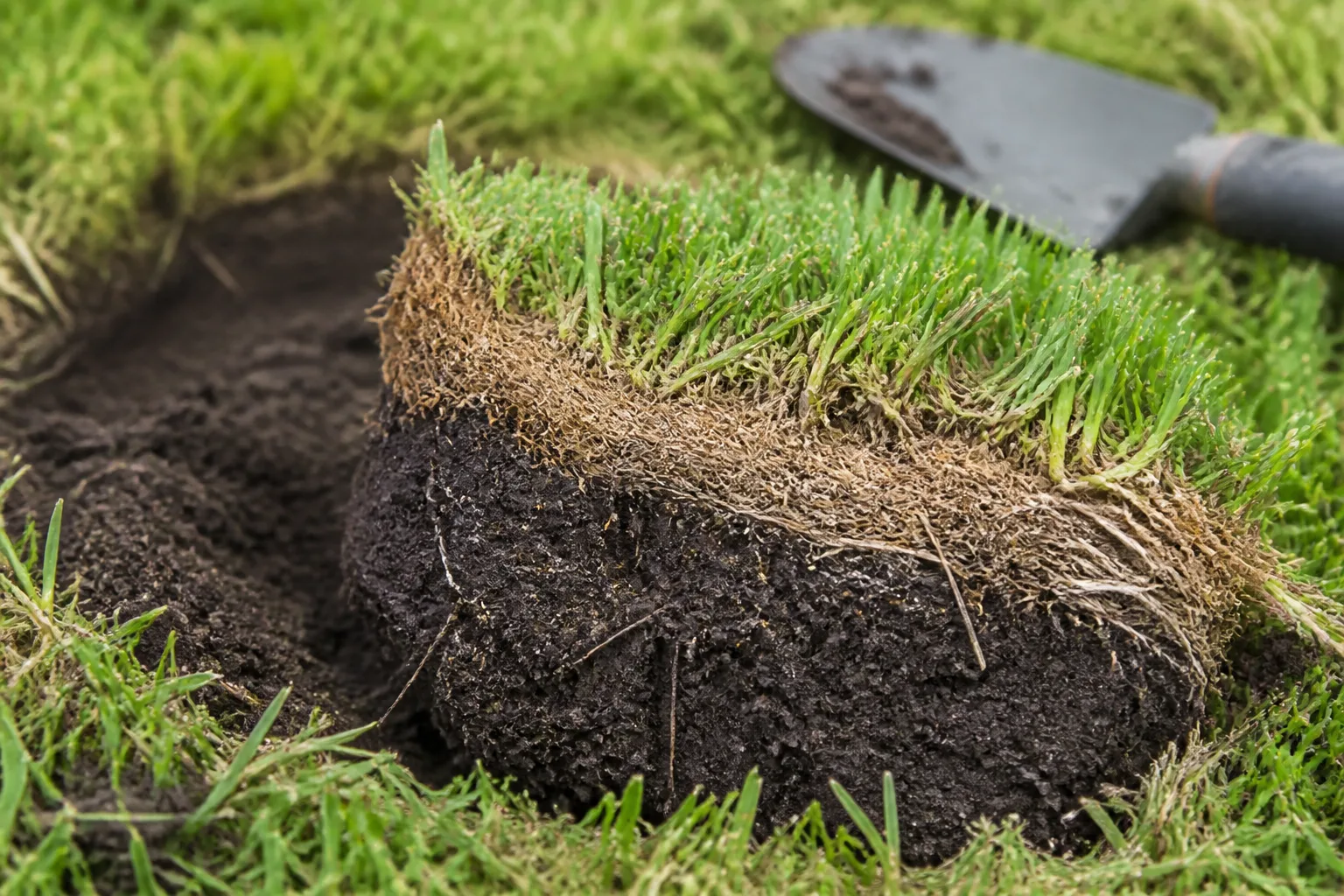 Lifted turf wedge showing green grass, a tan fibrous thatch layer, roots, and dark mineral soil