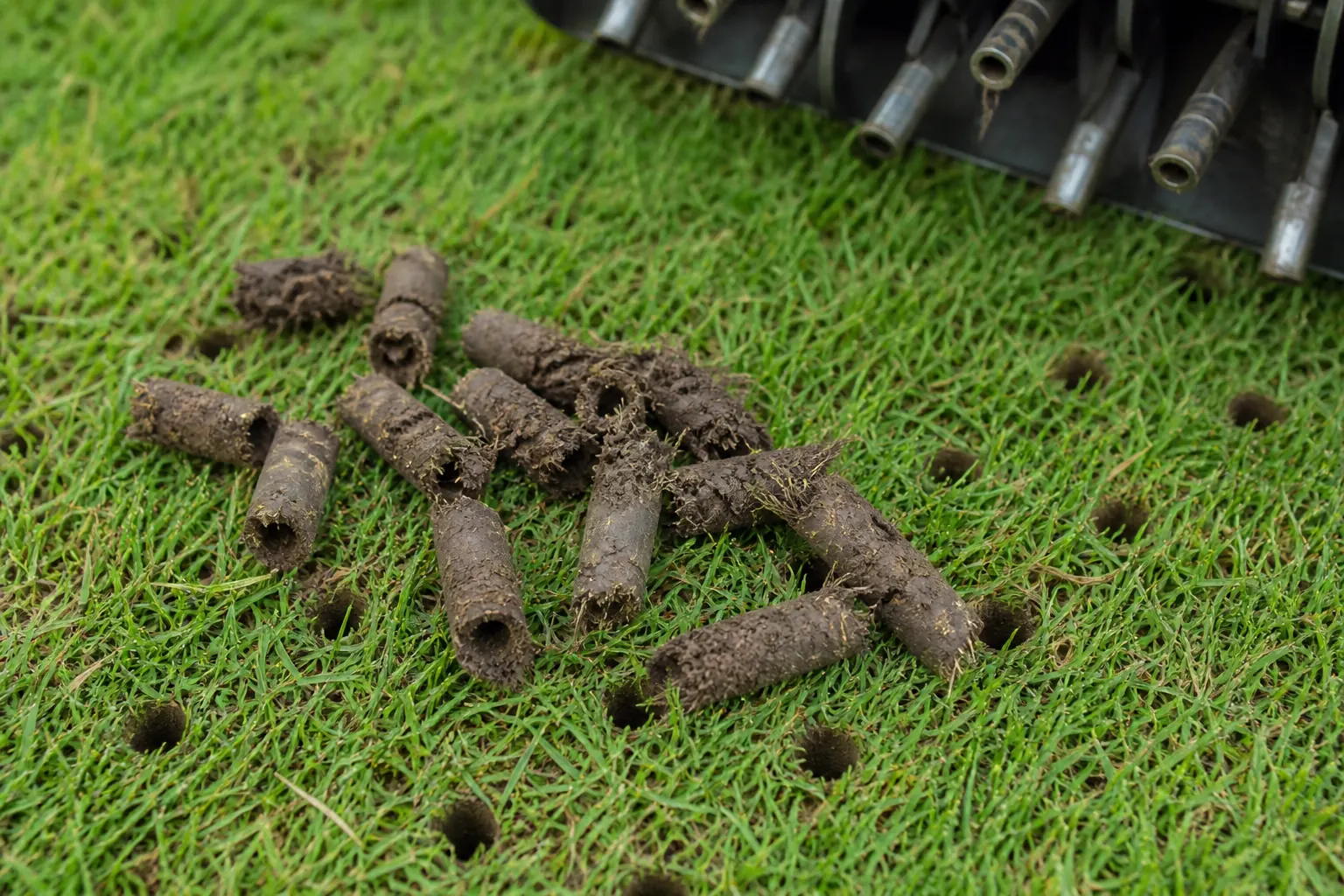 Close view of hollow-tine soil cores on firm green turf with crumbly moist soil texture